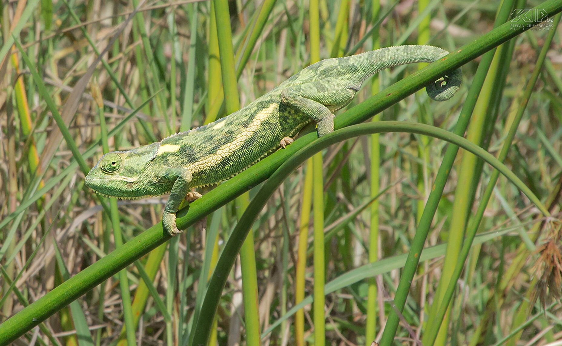 Lower Zambezi - Flap-necked chameleon When we were paddling close along the riverbanks to avoid hippos I suddenly saw a flap-necked chameleon. I quickly made a few sharp photos of this beautiful green-yellow chameleon. Stefan Cruysberghs